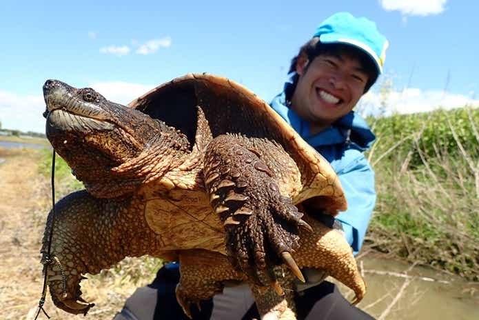 カミツキガメ　捕まえた