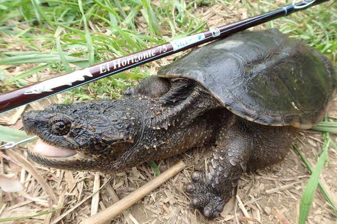 カミツキガメ　釣り