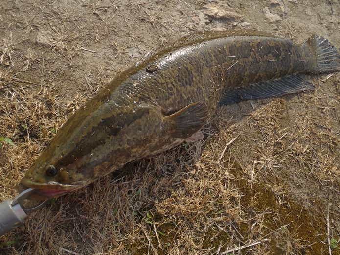 ライギョ（雷魚）ならではのポイント選びやマナー講座｜怪魚ハンターおすすめのフロッグと釣り方 | TSURI HACK[釣りハック]