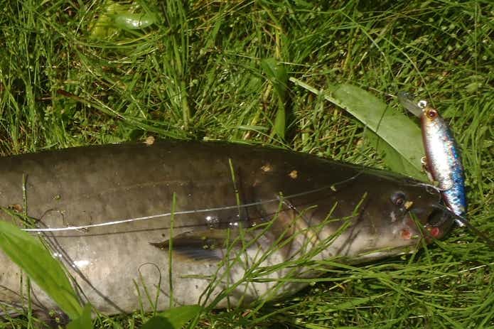 ミノーで釣ったナマズ