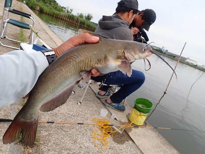 ヘラブナ釣りの外道