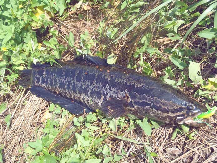 タイワンドジョウ