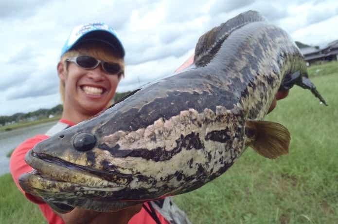 ライギョ（雷魚）ならではのポイント選びやマナー講座｜怪魚ハンターおすすめのフロッグと釣り方 | TSURI HACK[釣りハック]