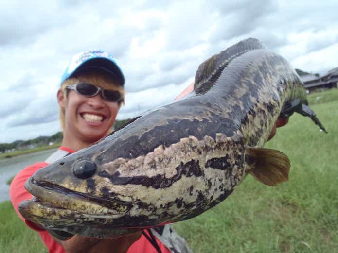 ライギョ（雷魚）ならではのポイント選びやマナー講座｜怪魚ハンターおすすめのフロッグと釣り方 | TSURI HACK[釣りハック]