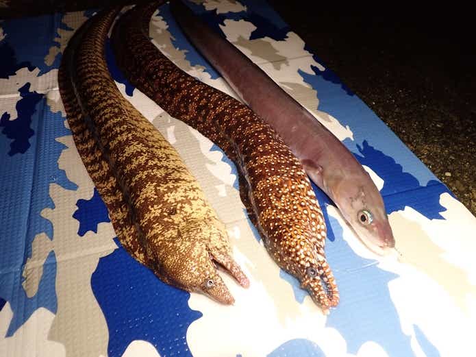 クロアナゴ ウツボ