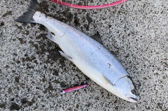 釣果