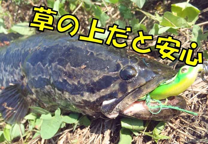 雷魚