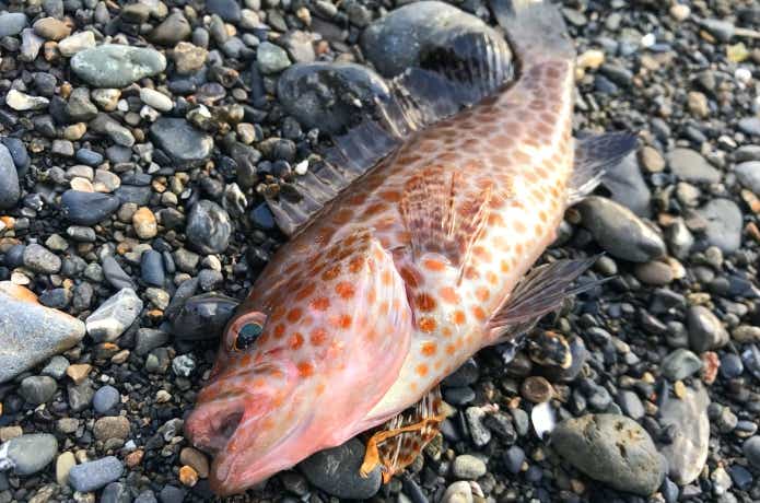 ハタ釣りの画像