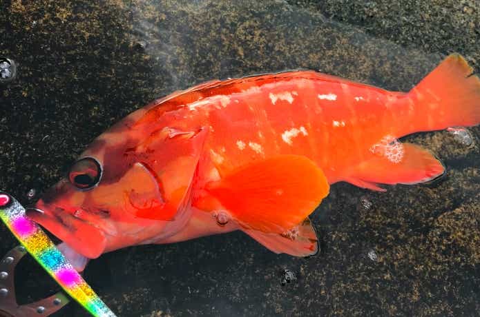 アカハタ釣りの画像