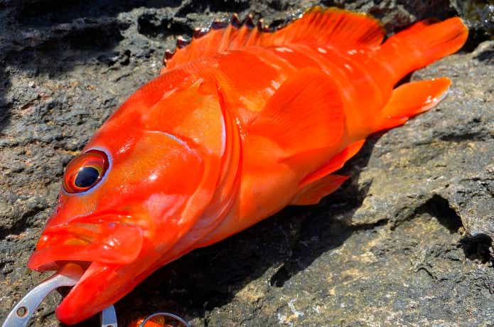 アカハタ釣りの画像