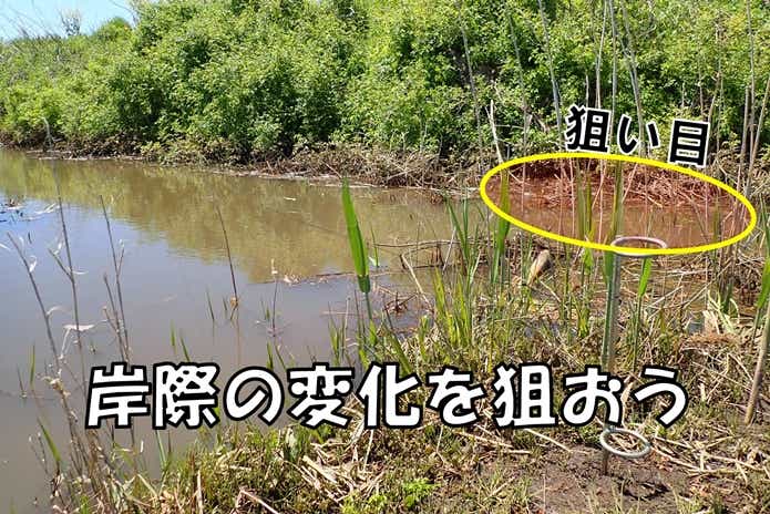 カミツキガメ　ポイント