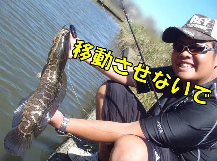雷魚　