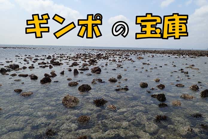 ギンポの釣りポイント