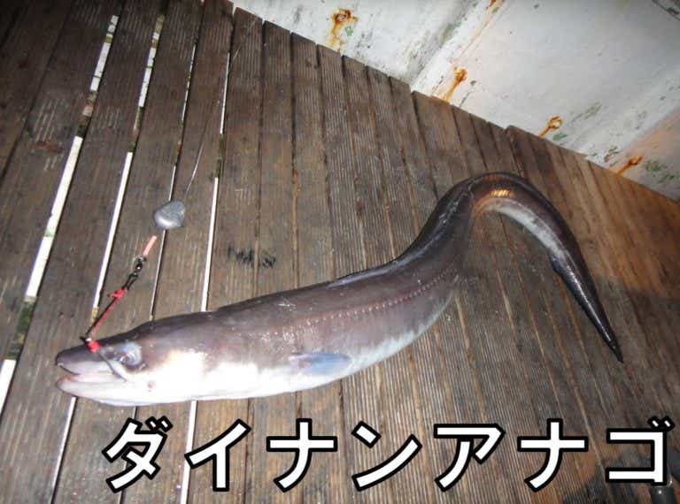 ダイナンアナゴ