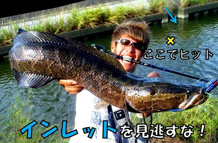 雷魚　釣り