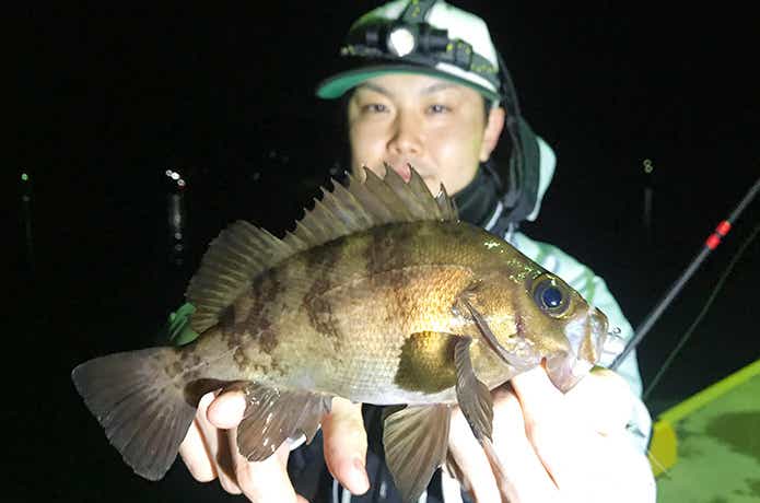 夜釣りと常夜灯の関係