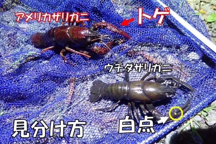 特定外来生物“ウチダザリガニ”を捕まえて食べてみたら絶品だった件。ルール違反は罰金1億円って本当？！ | TSURI HACK[釣りハック]