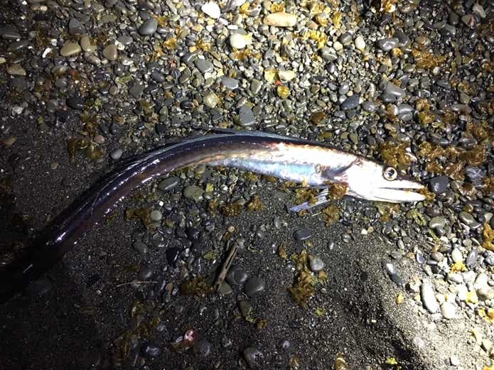 ミズウオ　拾い