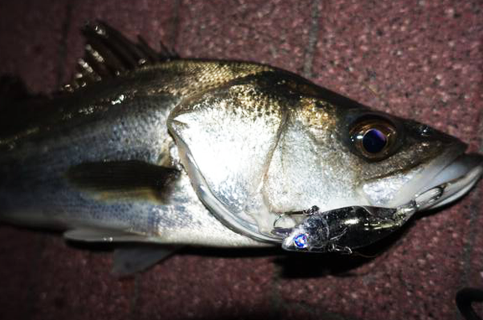 ボトムドリフトの釣果