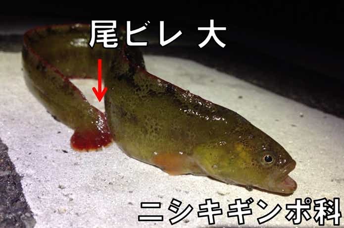 ニシキギンポ科