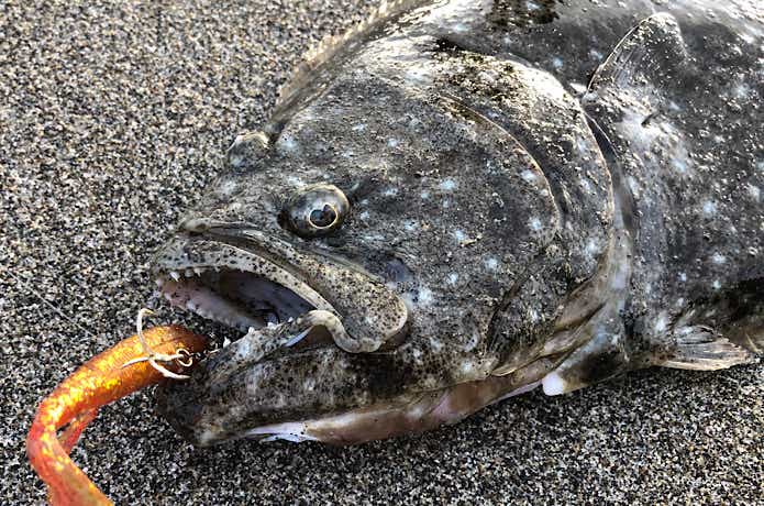 ヒラメ釣りの画像
