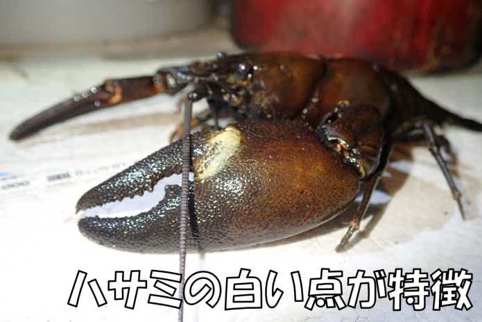 特定外来生物“ウチダザリガニ”を捕まえて食べてみたら絶品だった件。ルール違反は罰金1億円って本当？！ | TSURI HACK[釣りハック]