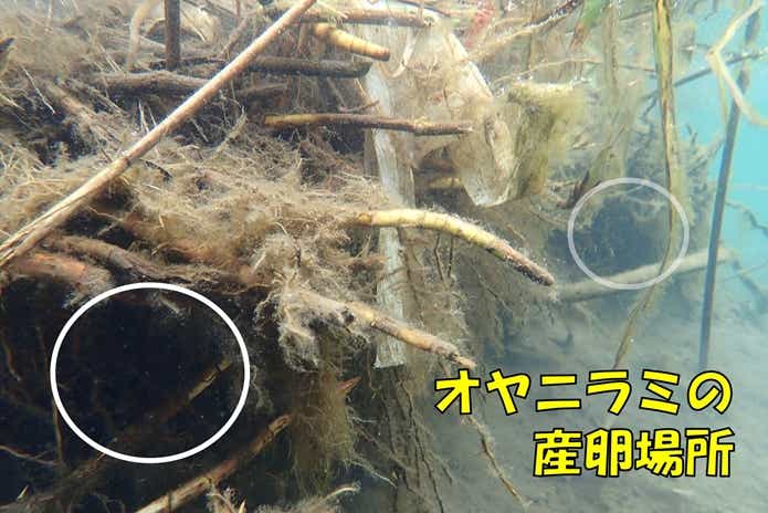 オヤニラミ　産卵場所