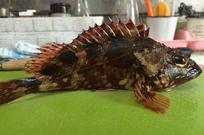 尺カサゴ！尺ガシラ！尺アラカブ！こだわりの釣り