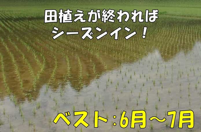 タウナギ　釣り　時期