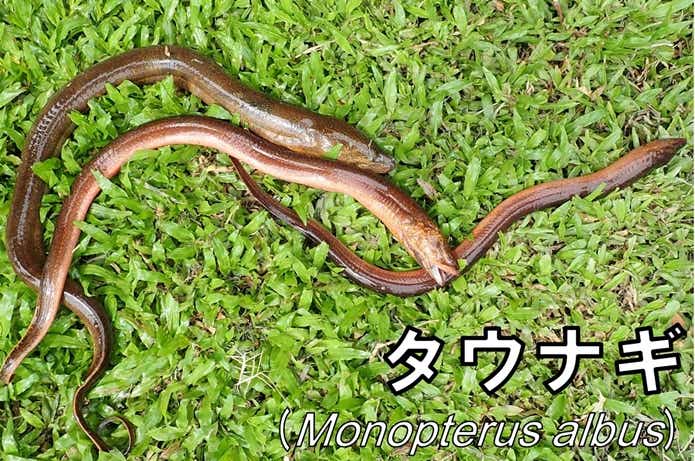 タウナギ