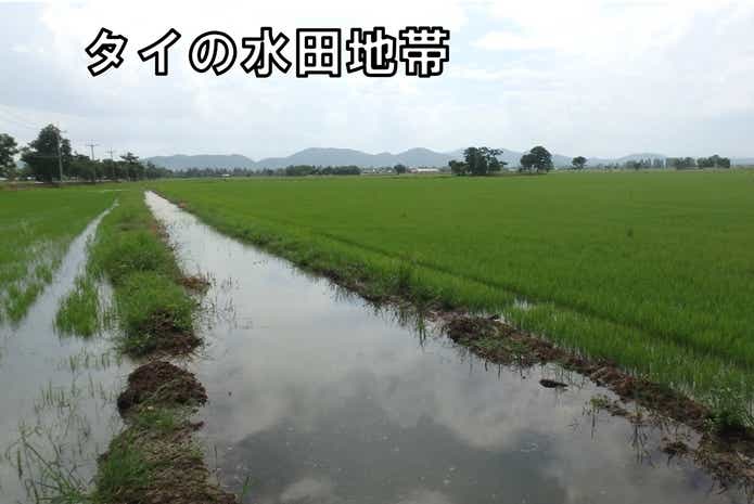 タウナギ　生息地