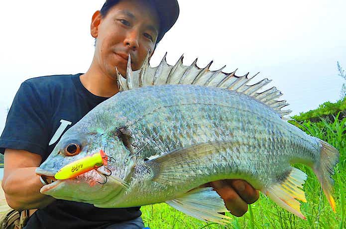 ポッパーで釣ったキビレ