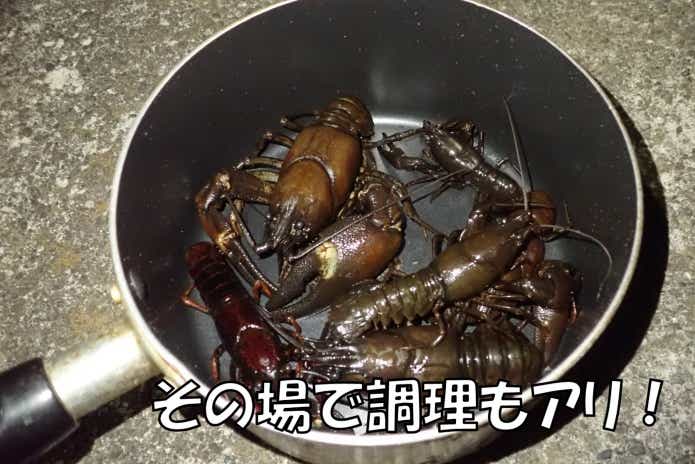 特定外来生物“ウチダザリガニ”を捕まえて食べてみたら絶品だった件。ルール違反は罰金1億円って本当？！ | TSURI HACK[釣りハック]