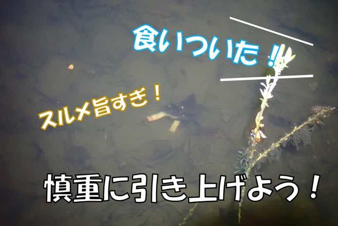 ウチダザリガニ釣り