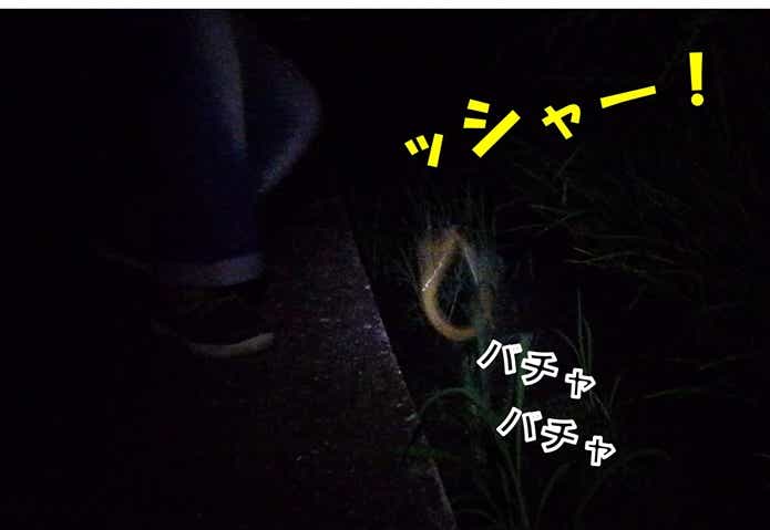 タウナギ　釣り