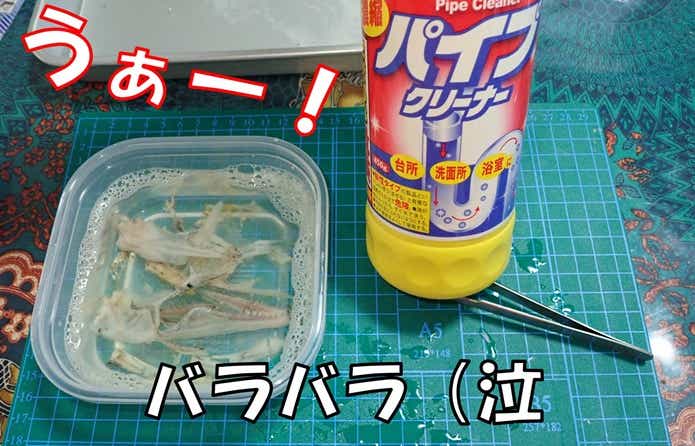 頭骨標本　失敗