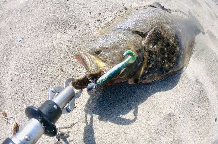 ヒラメ釣りの画像