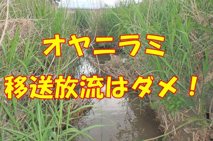 オヤニラミ　移送放流　禁止