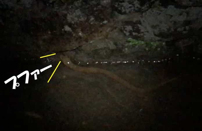 タウナギ　肺呼吸
