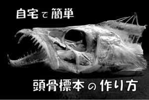 魚の骨格標本
