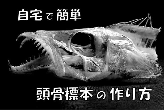 簡単＆手軽】魚の骨格標本の作り方をおしえます。家にあるものでできちゃいます！ | TSURI HACK[釣りハック]