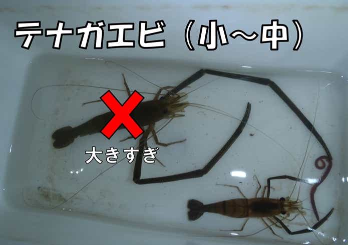 うなぎ釣り　餌　テナガエビ