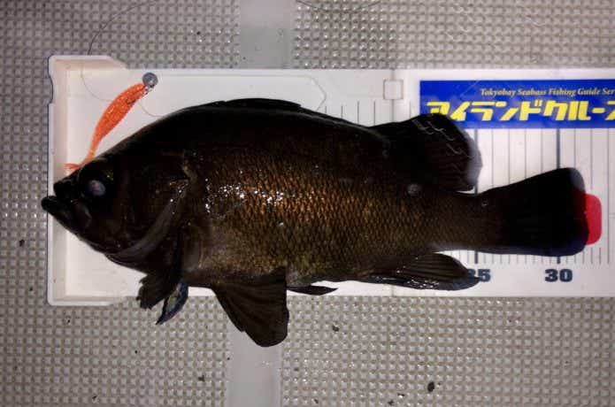 ボートから釣ったメバル