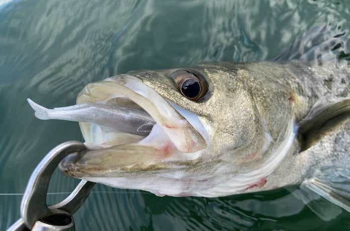 ノマセ小魚