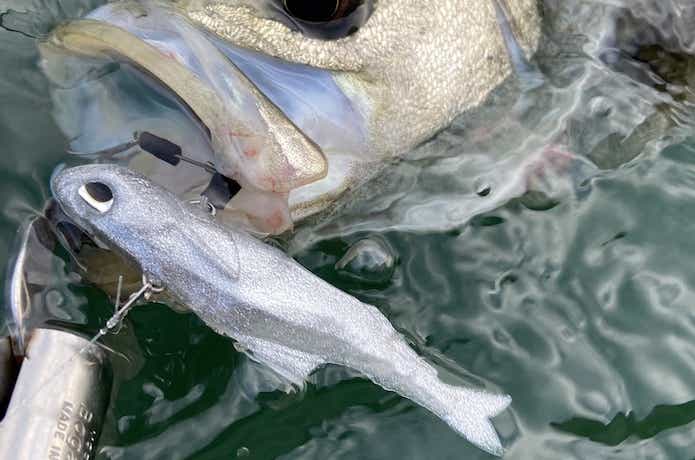 ノマセ小魚