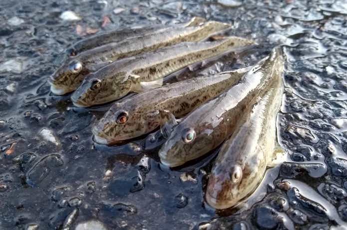 チョイ投げ釣りの画像