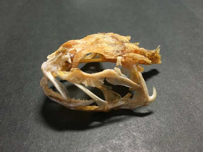 古い魚の標本 61ZeHPz1PxL._UF350,350_QL80_.jpg
