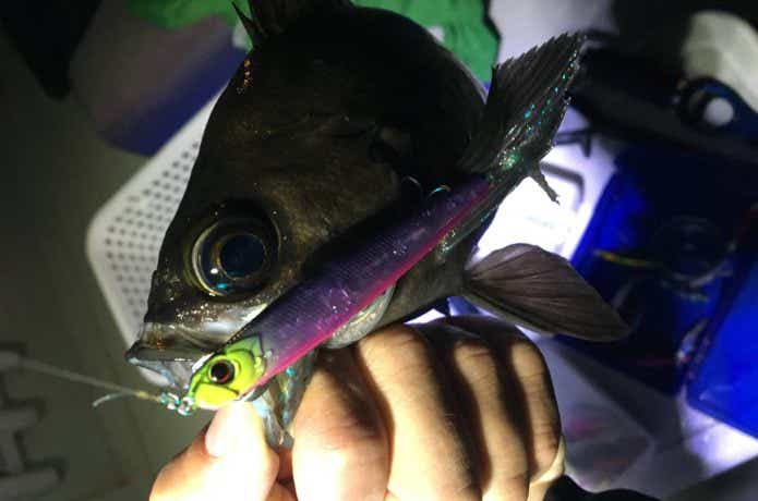 ボートからのメバルの釣り方