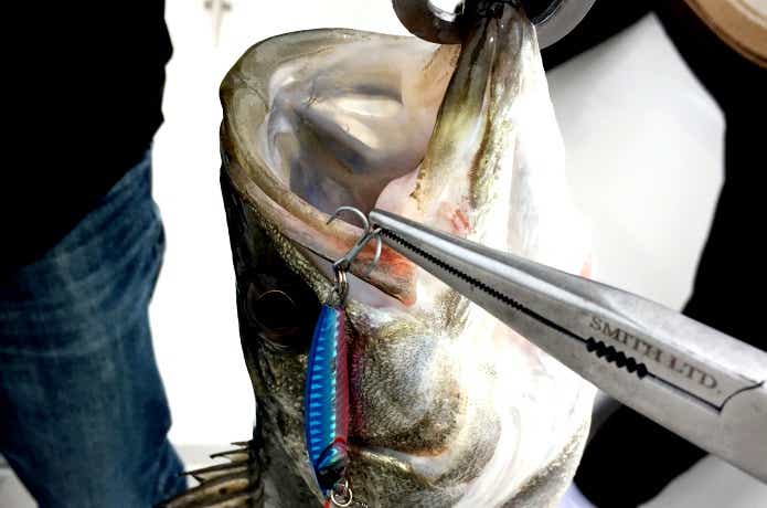 なんでも釣れるルアーの共通点
