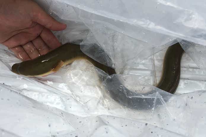 ウナギ釣り